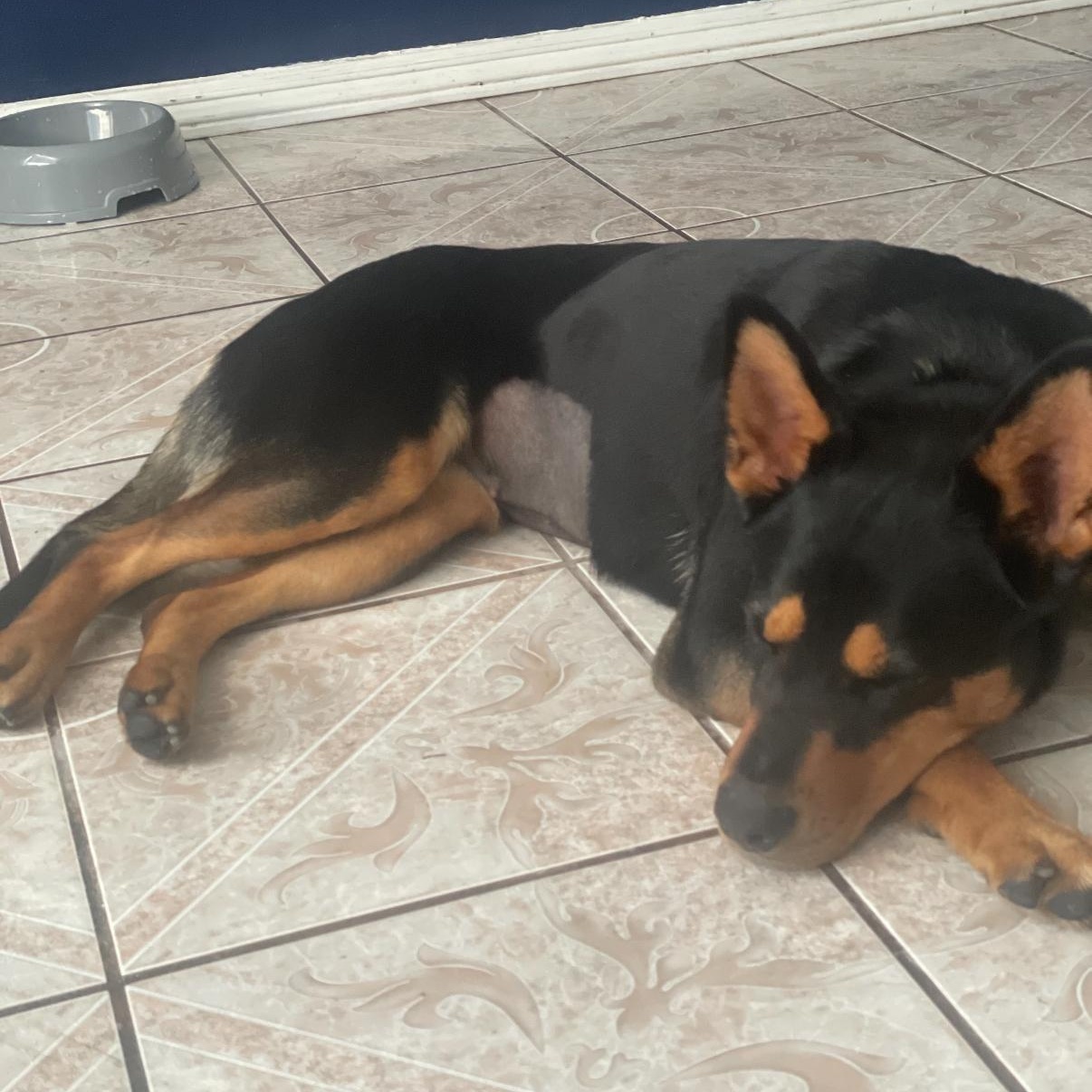 Enlarge Gypsy, a Adoptable mixed breed in Tarzana, CA image 2/4