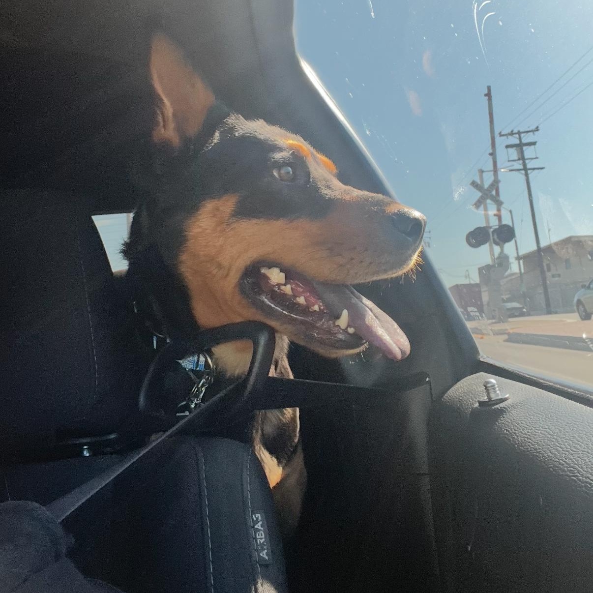 Gypsy, Adoptable, Young Female German Pinscher.