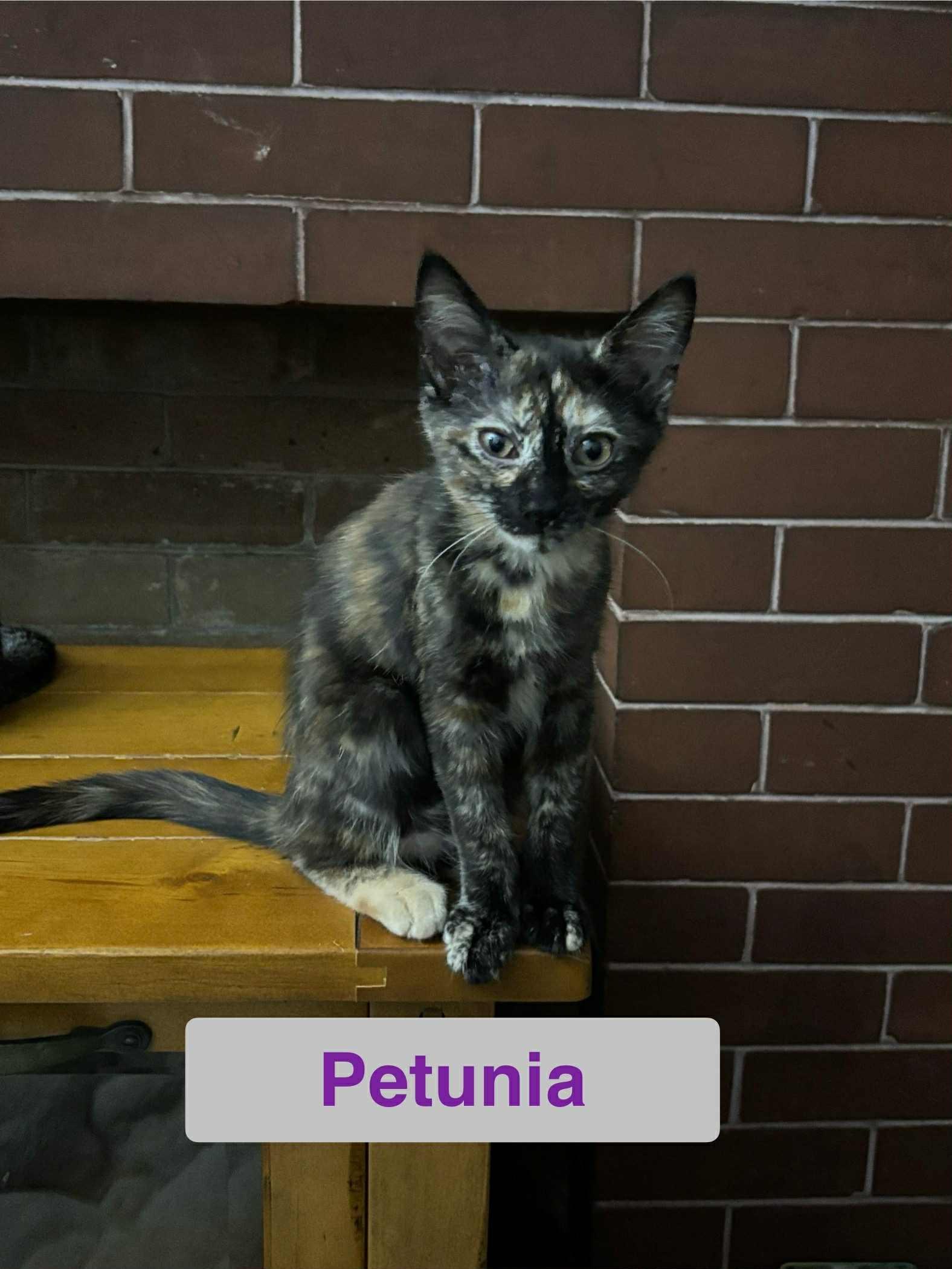 Petunia of The Fantastic Four!!!, Adoptable, Young Female Domestic Short Hair.