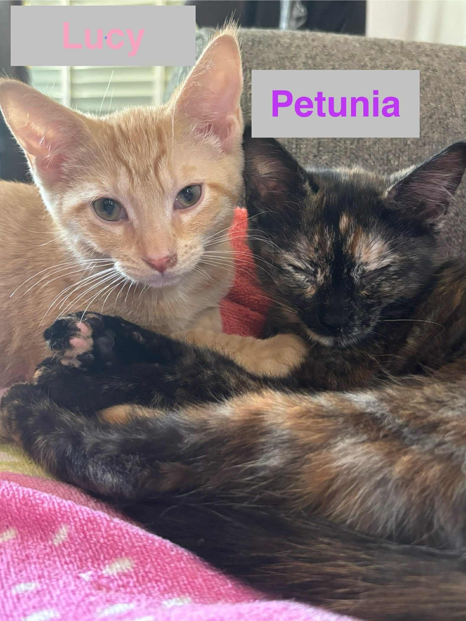 Enlarge Petunia of The Fantastic Four!!!, a Adoptable Domestic Short Hair in Hawthorne, NJ image 2/2