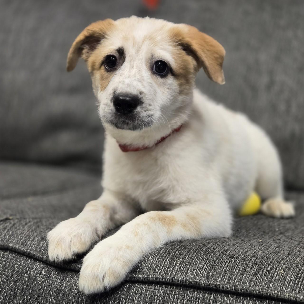 Enlarge Frenchie, a Adoptable mixed breed image 3/5