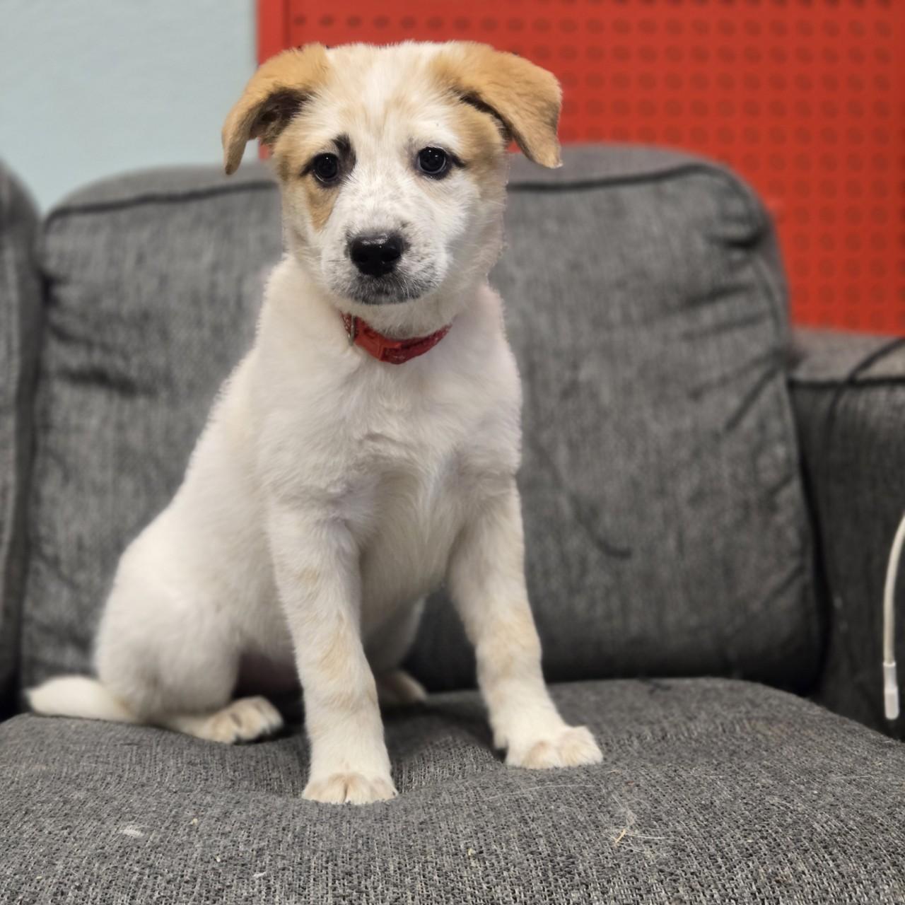 Enlarge Frenchie, a Adoptable mixed breed image 4/5