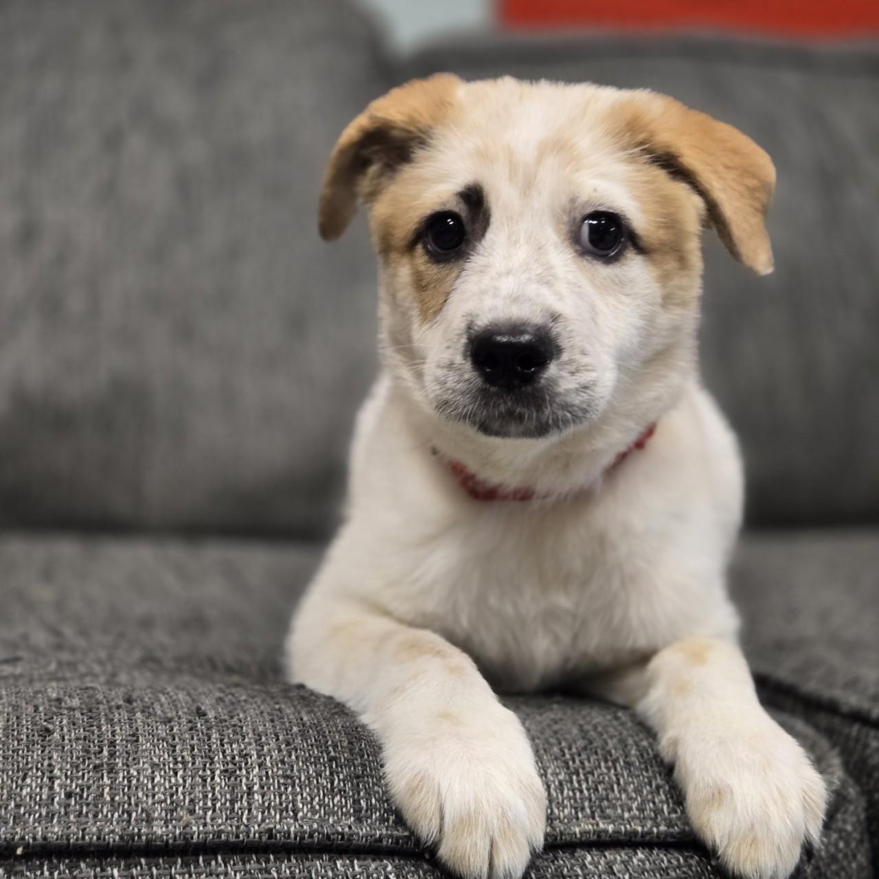 Enlarge Frenchie, a Adoptable mixed breed image 5/5