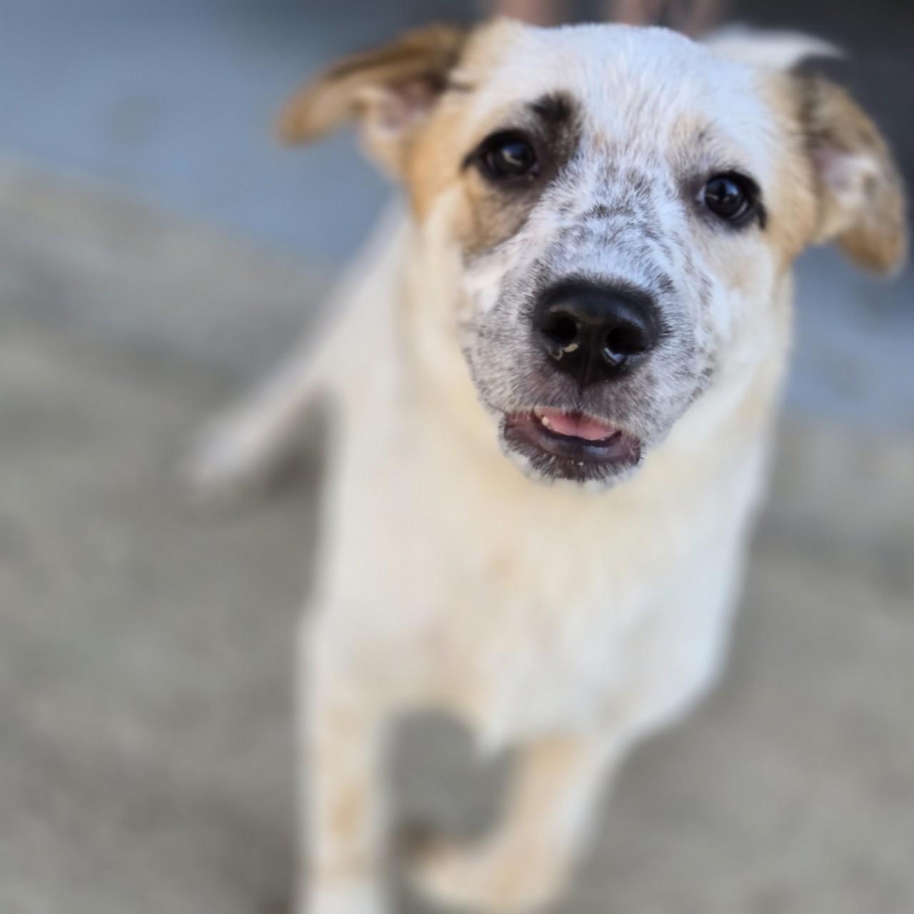 Frenchie, Adoptable, Young Female Cattle Dog & Great Pyrenees.