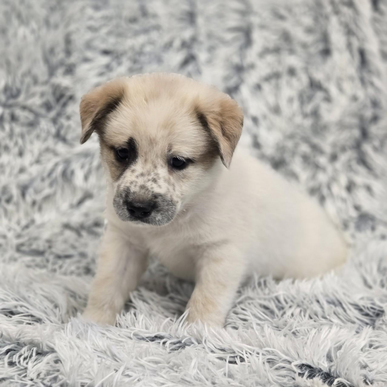 Frenchy, Baby Male unknown