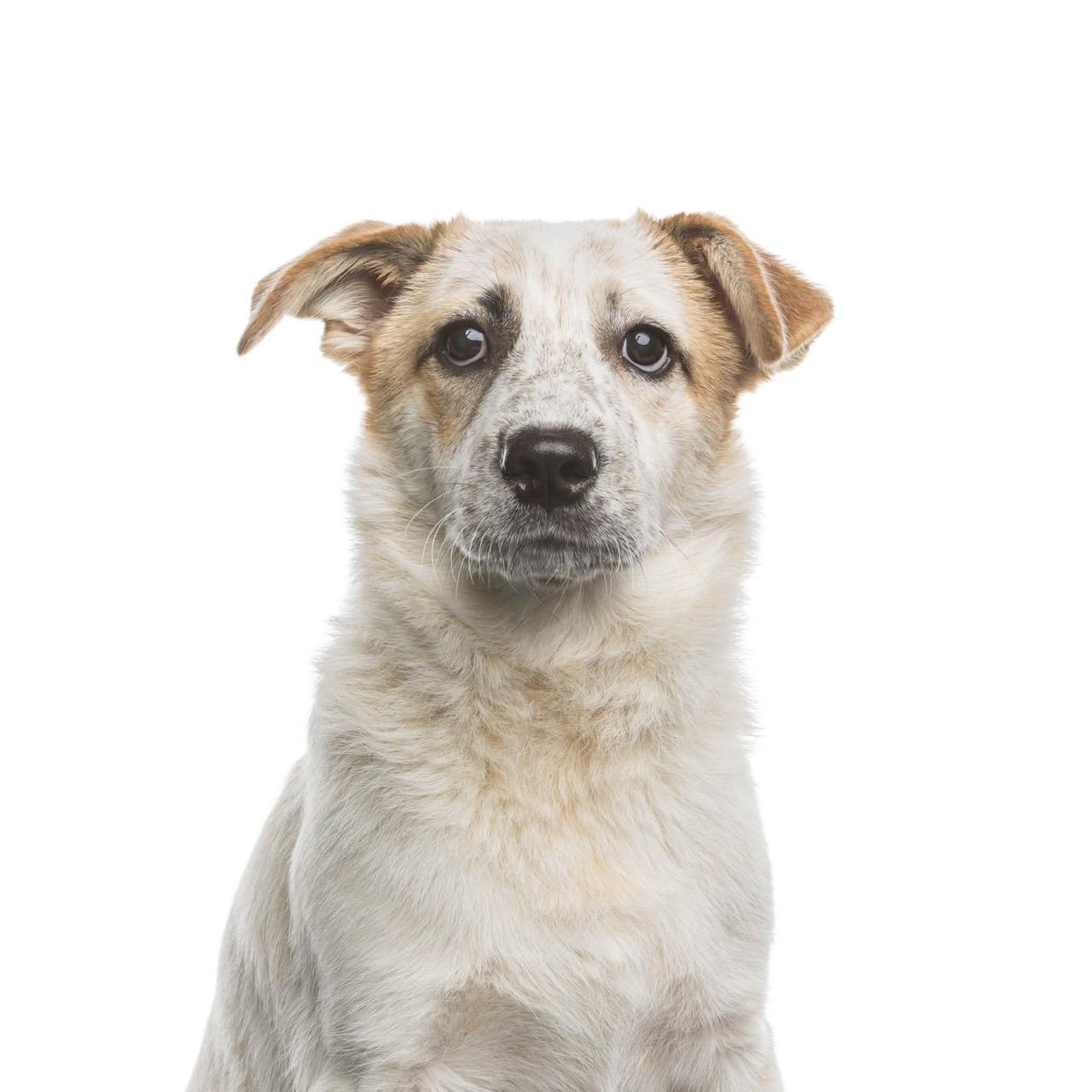 Enlarge Frenchie, a Adoptable mixed breed image 1/5