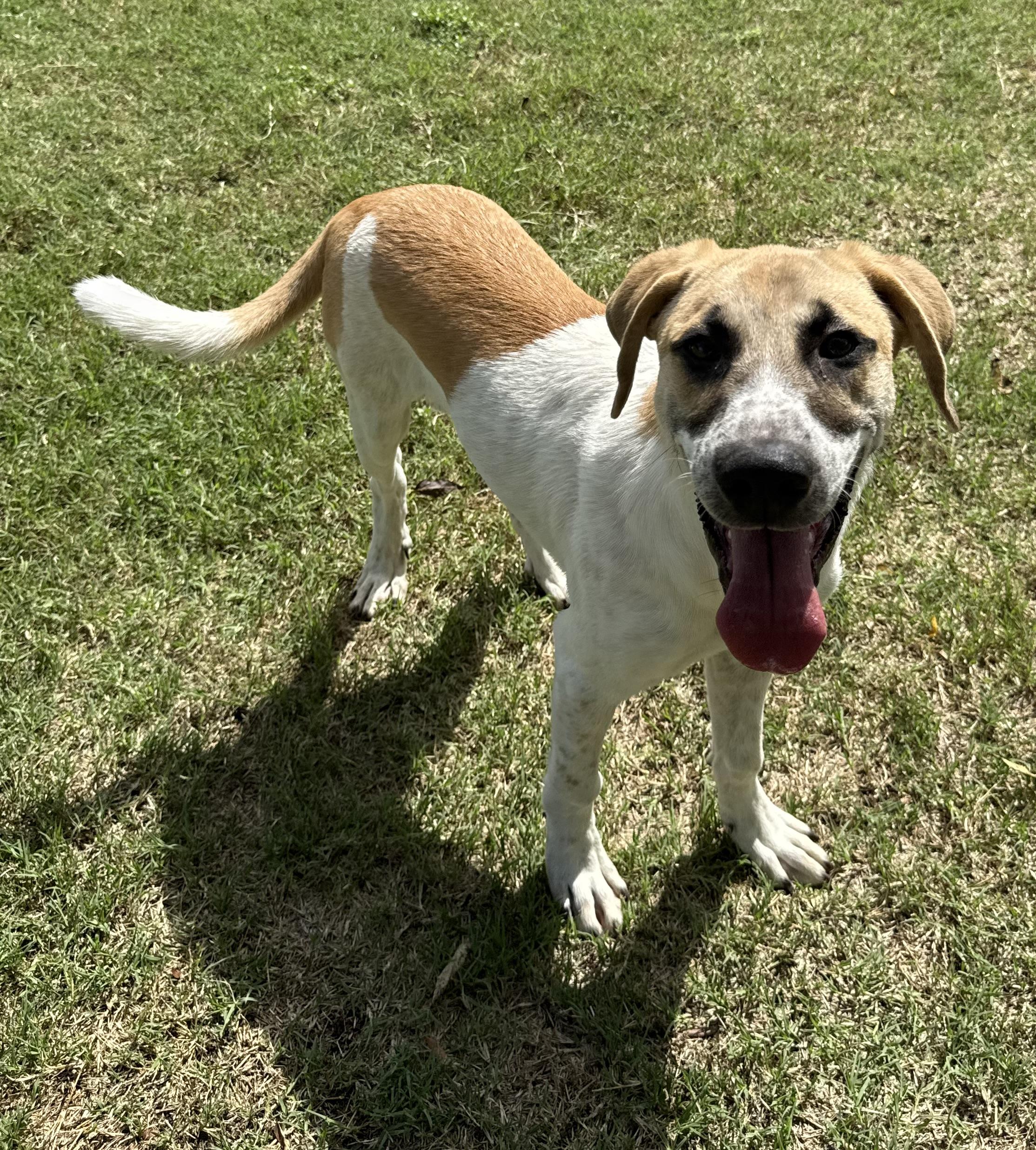 Enlarge Henry, a Adoptable mixed breed in Strasburg, VA image 3/6