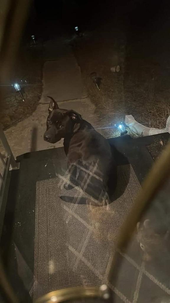 Enlarge Opie, a Adoptable American Staffordshire Terrier in Rensselaer, IN image 1/1