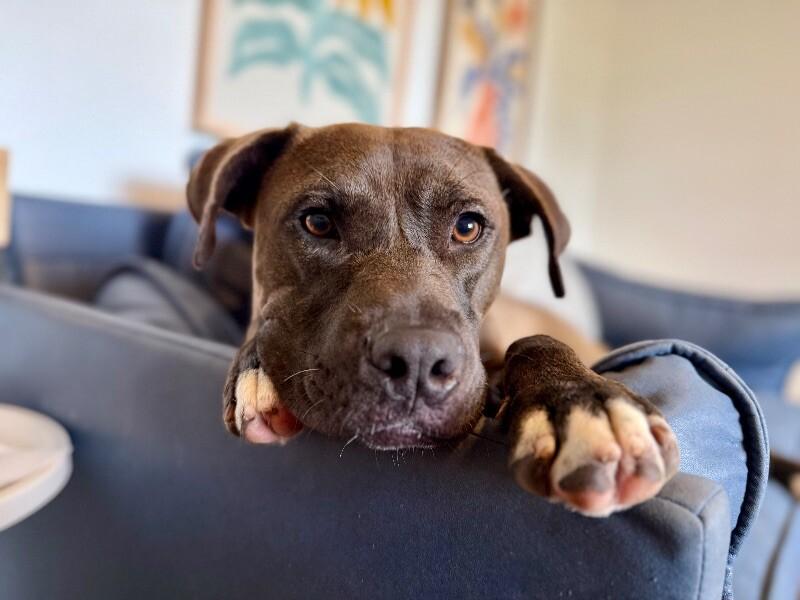 Tookie Bear Built for Snuggles — thumbnail 2