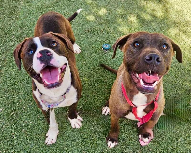 Tookie Bear Built for Snuggles — thumbnail 5