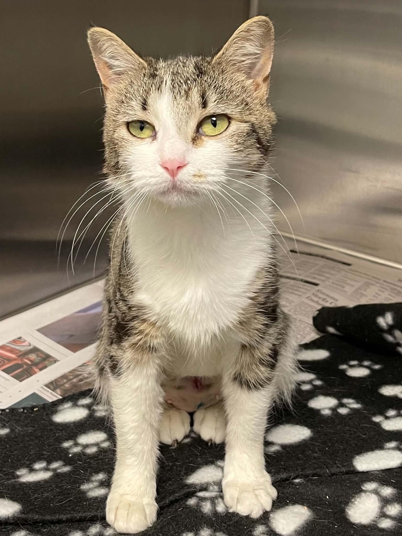 Holly, Adoptable, Adult Female Domestic Short Hair.