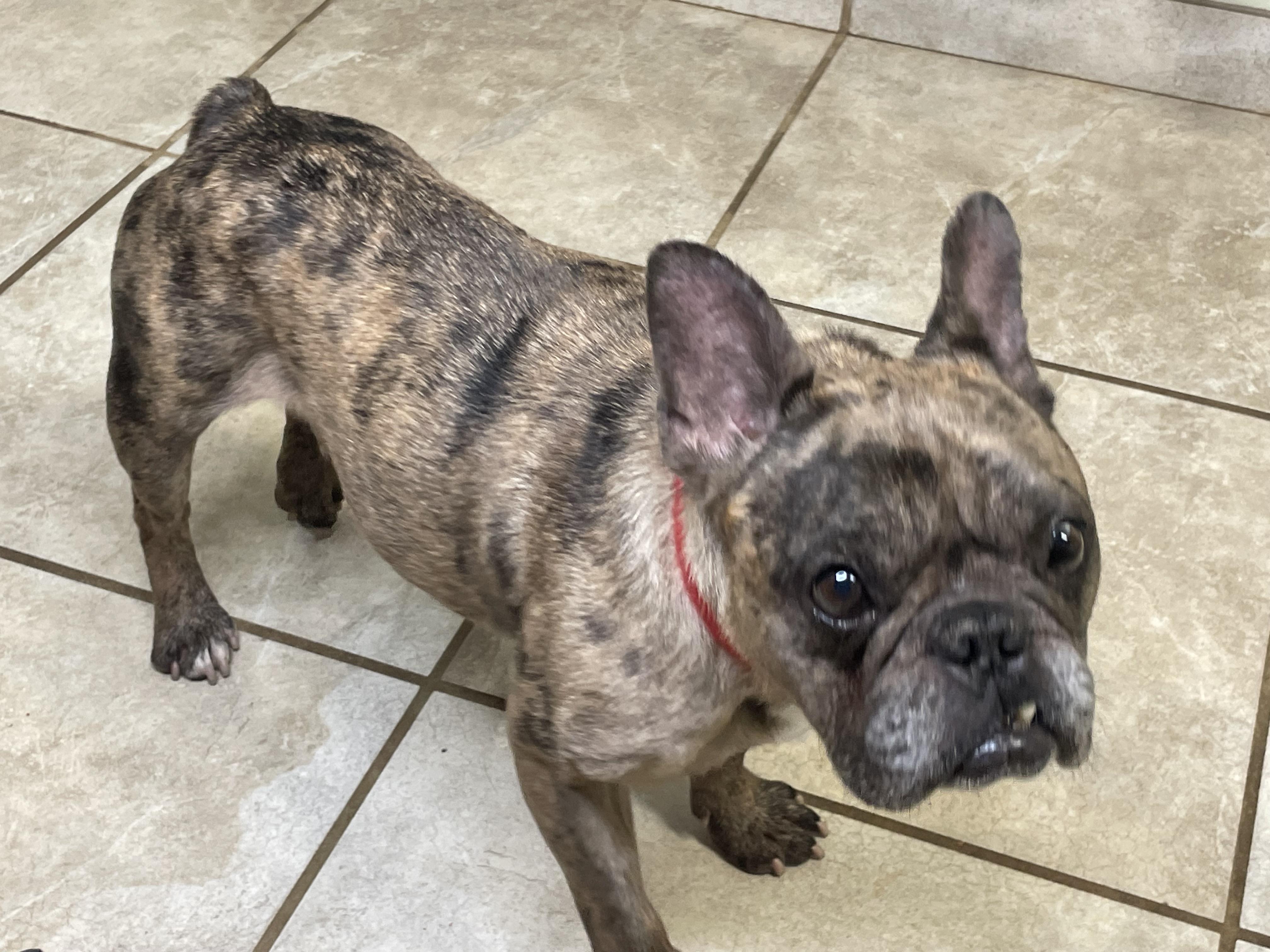 Enlarge Beans, a Adoptable French Bulldog in Lacon, IL image 3/6