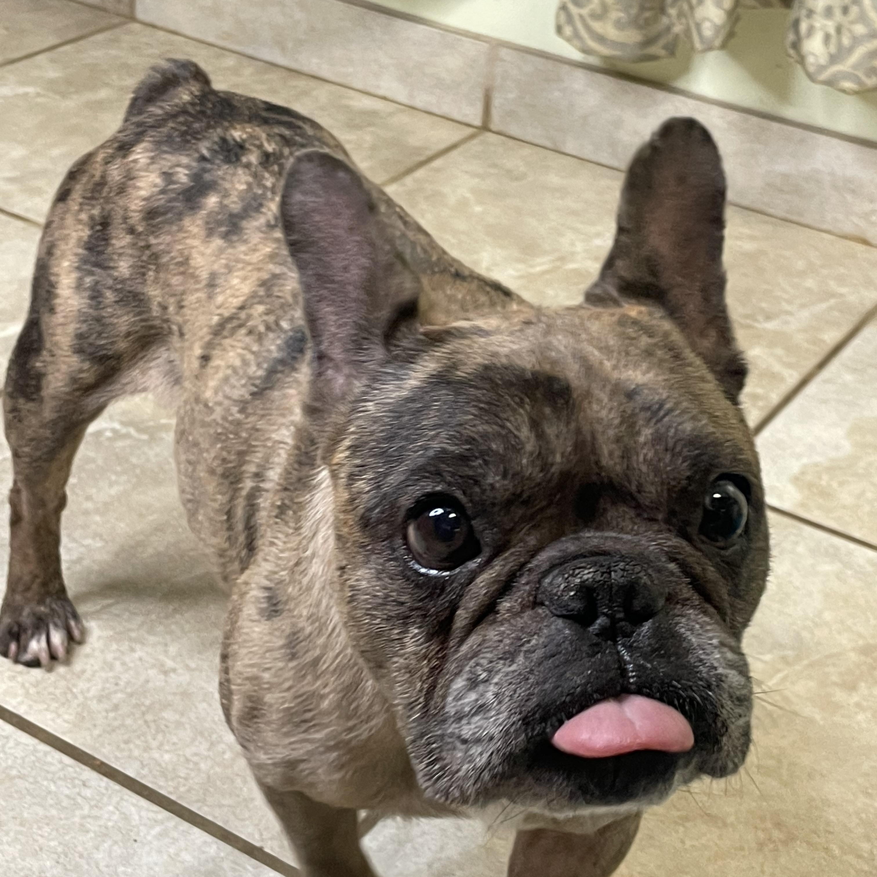 Enlarge Beans, a Adoptable French Bulldog in Lacon, IL image 6/6