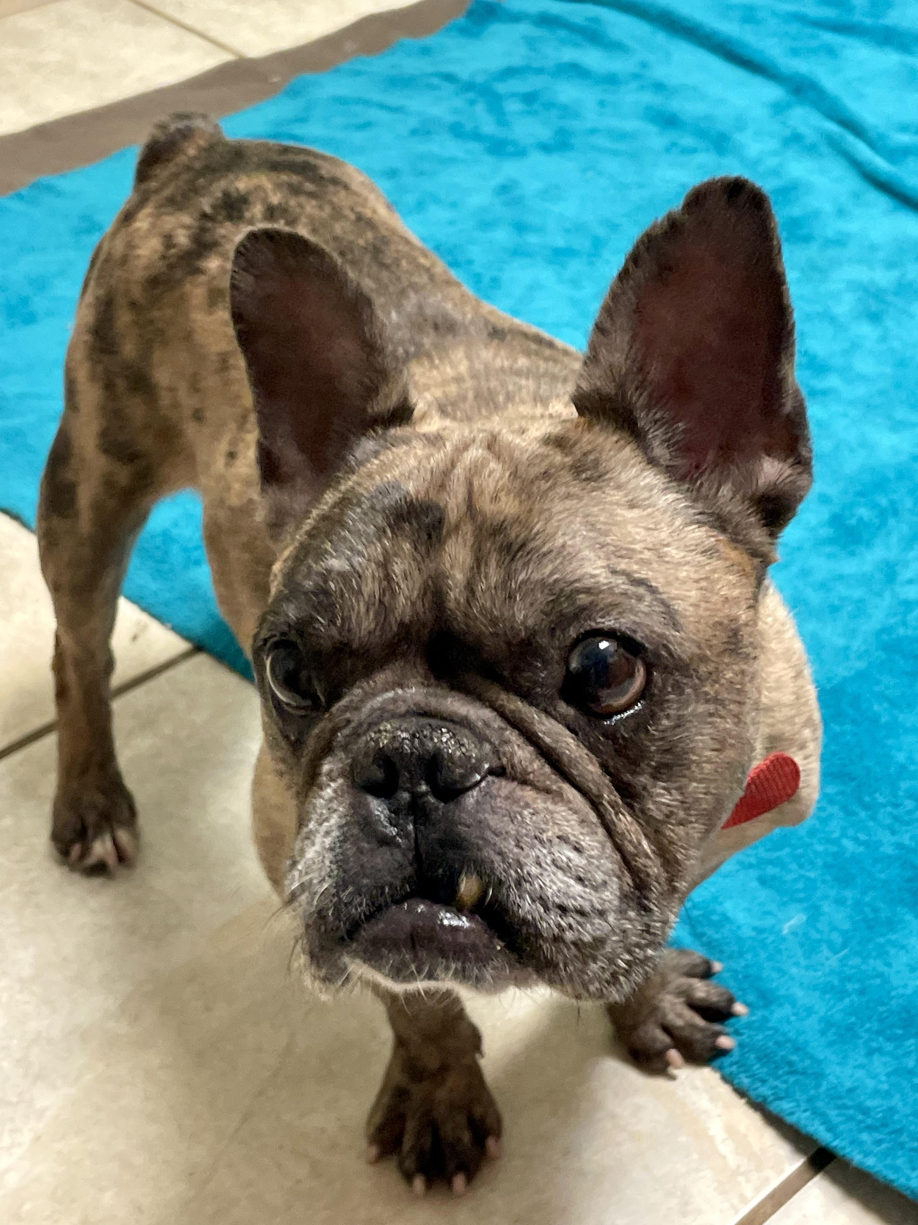 Enlarge Beans, a Adoptable French Bulldog in Lacon, IL image 2/6