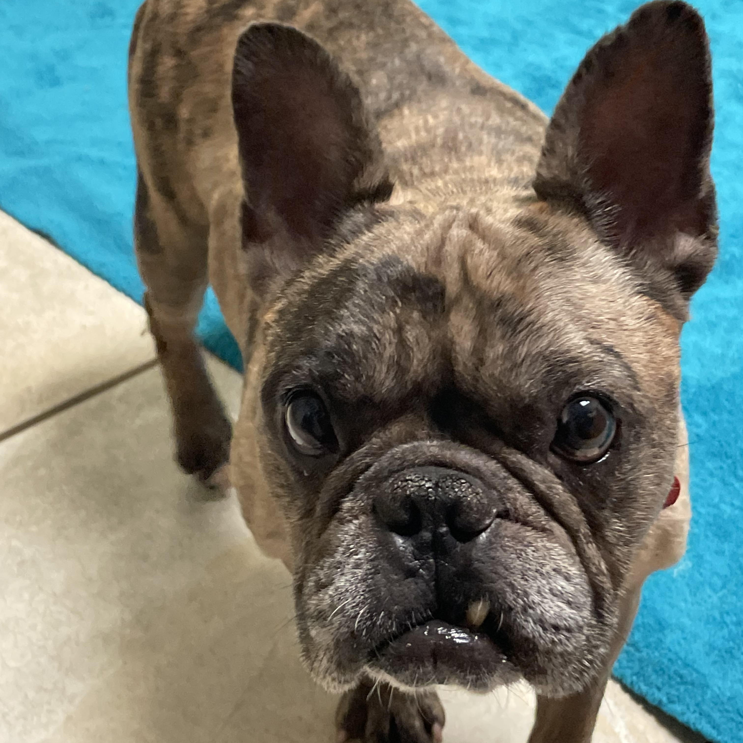 Beans, Adoptable, Adult Male French Bulldog.