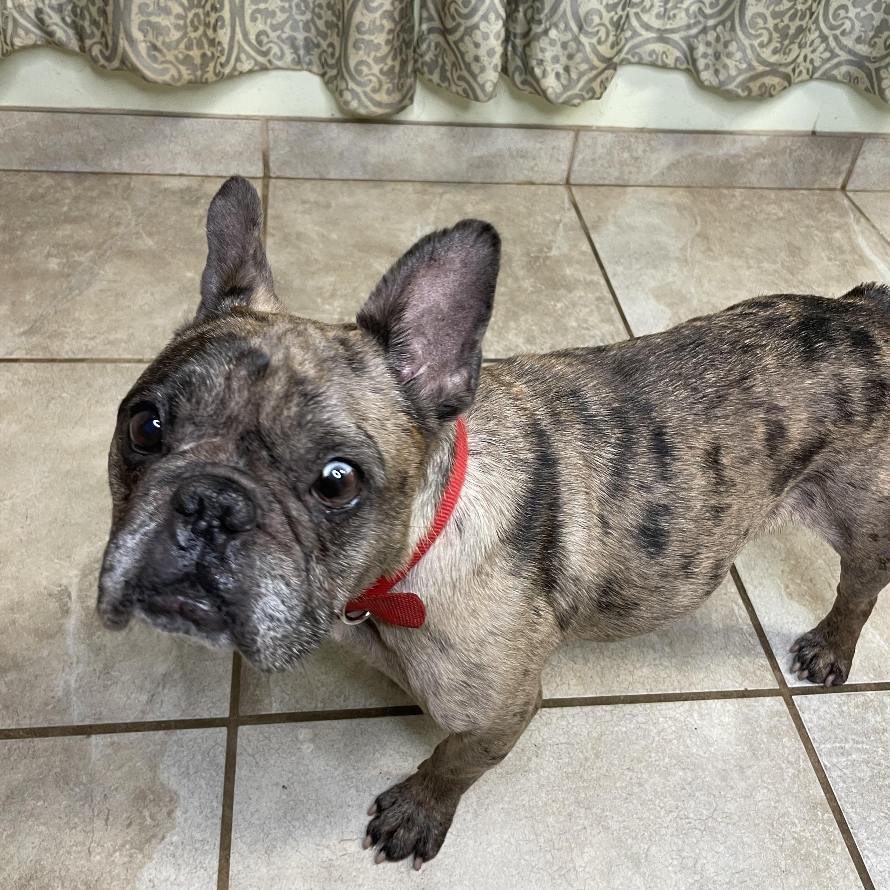 Enlarge Beans, a Adoptable French Bulldog in Lacon, IL image 5/6