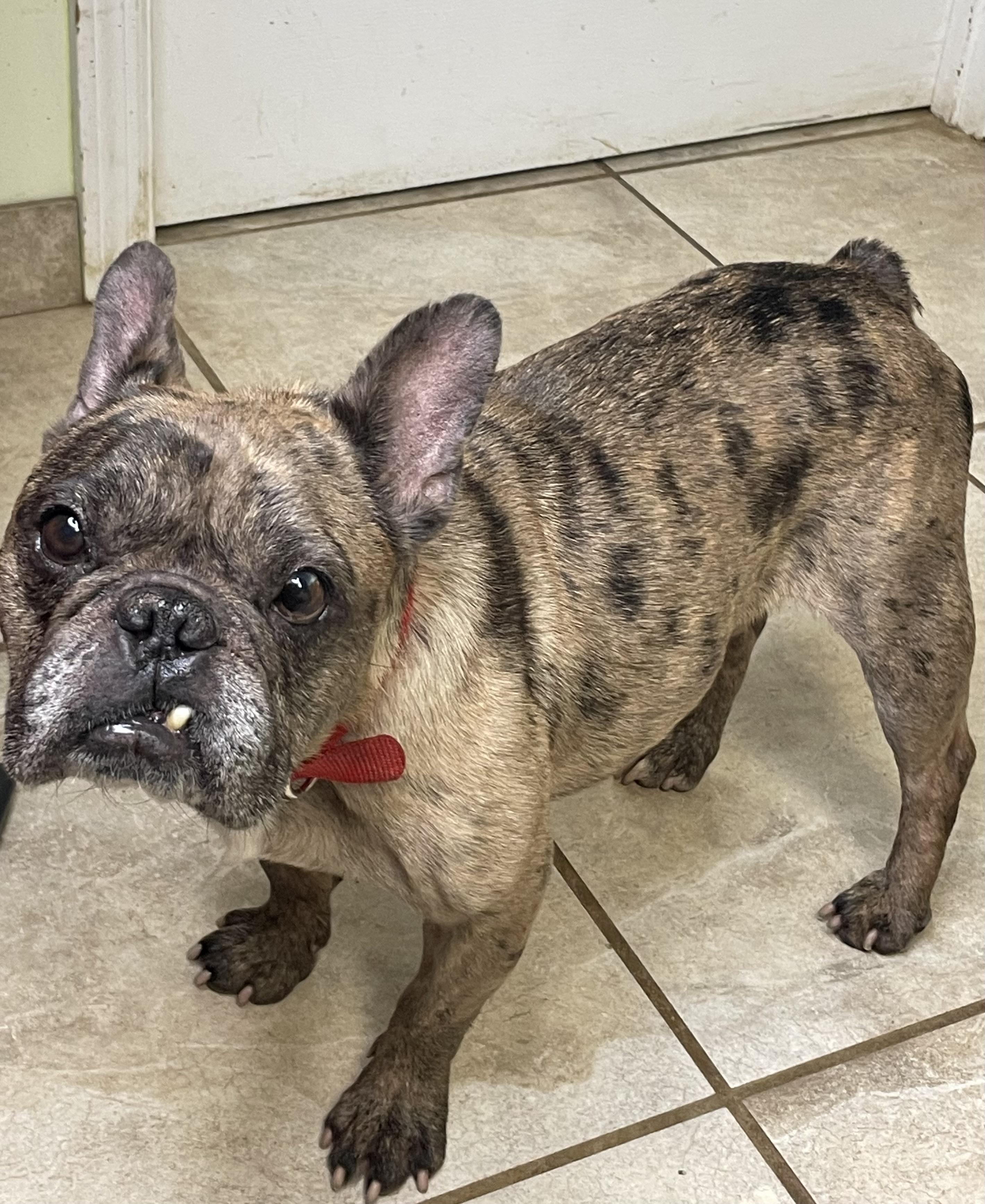 Enlarge Beans, a Adoptable French Bulldog in Lacon, IL image 4/6