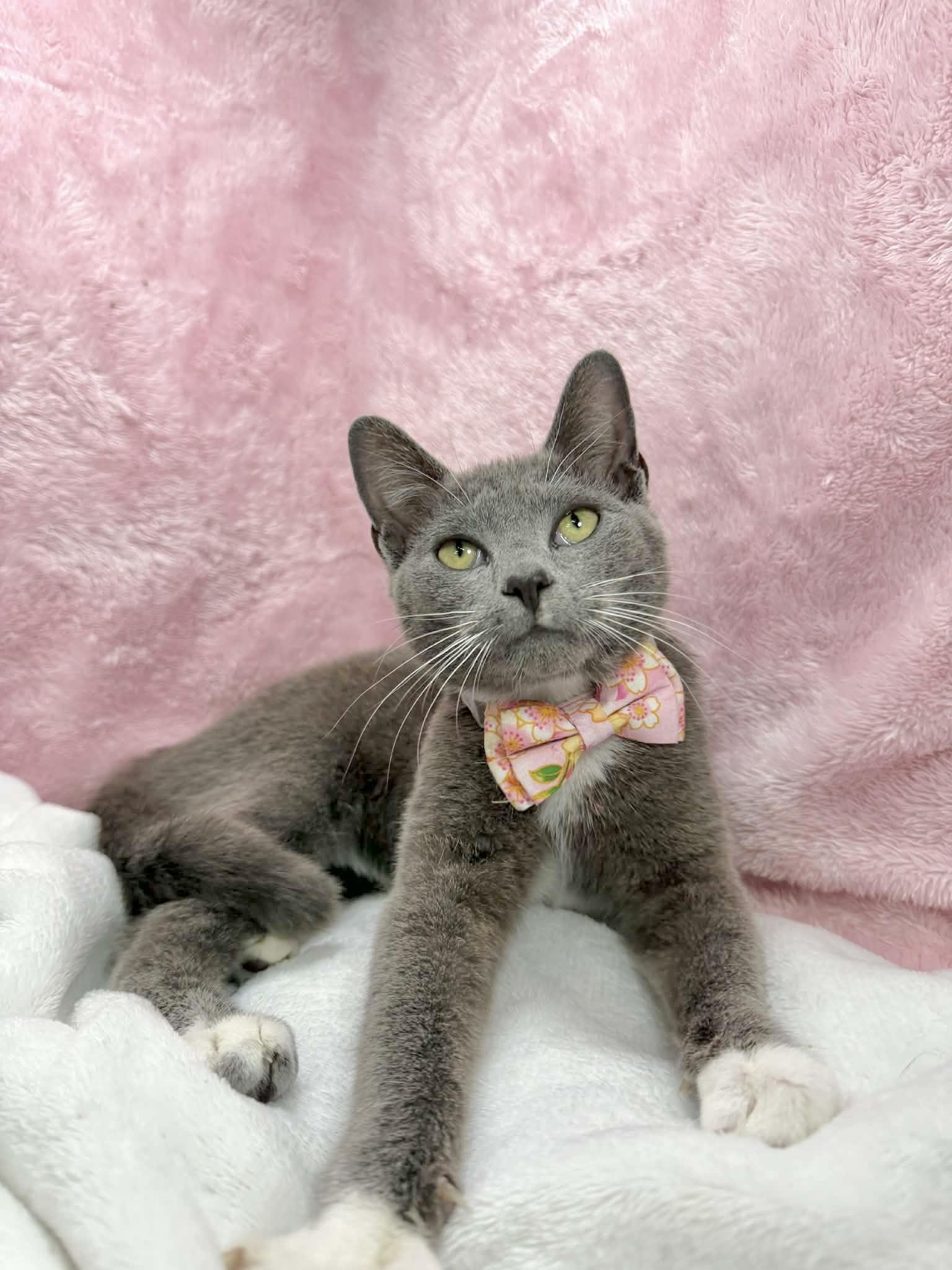 Kiki , adopted, Young Female Tuxedo.