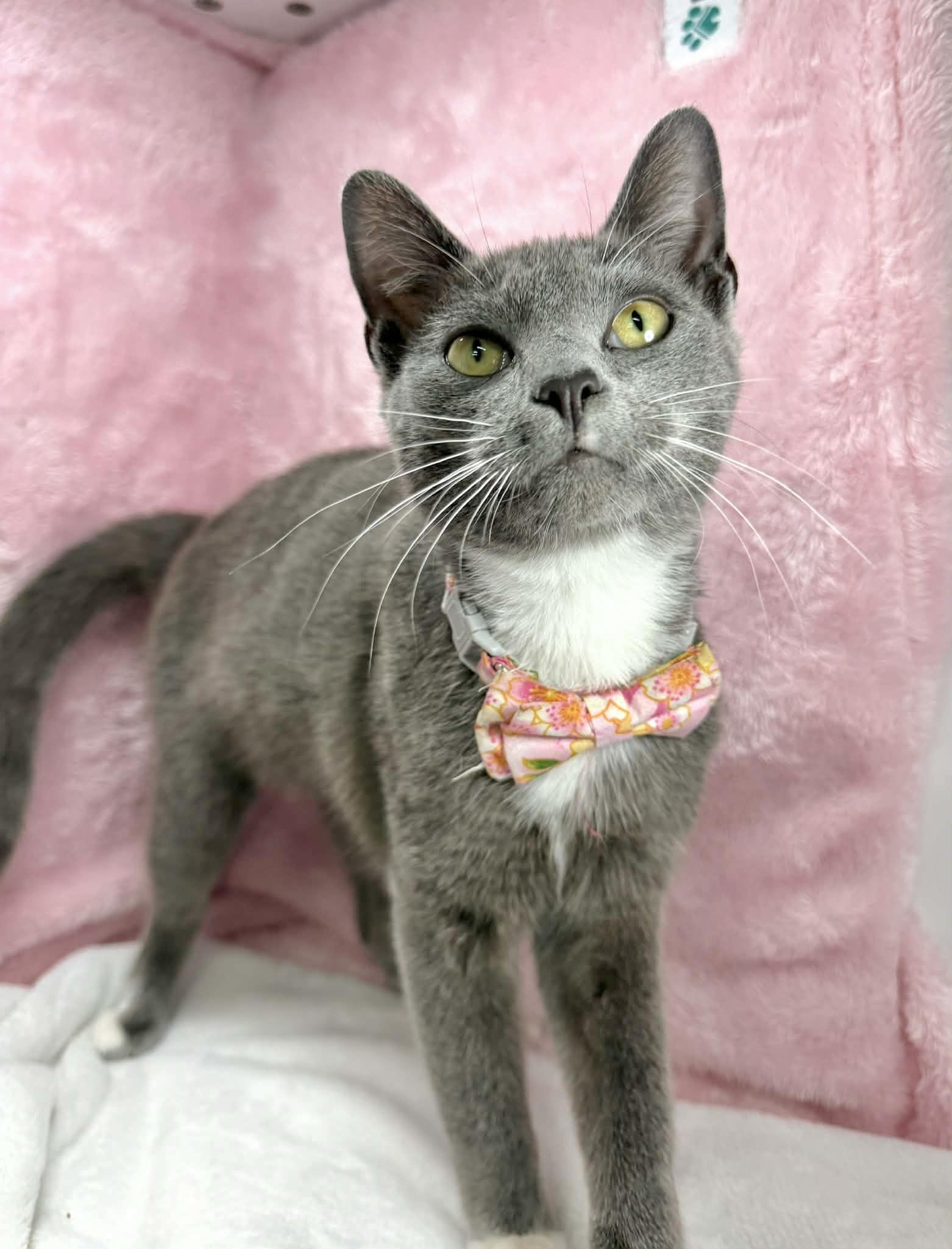 Enlarge Kiki , an adopted Tuxedo in Tavares, FL image 2/2