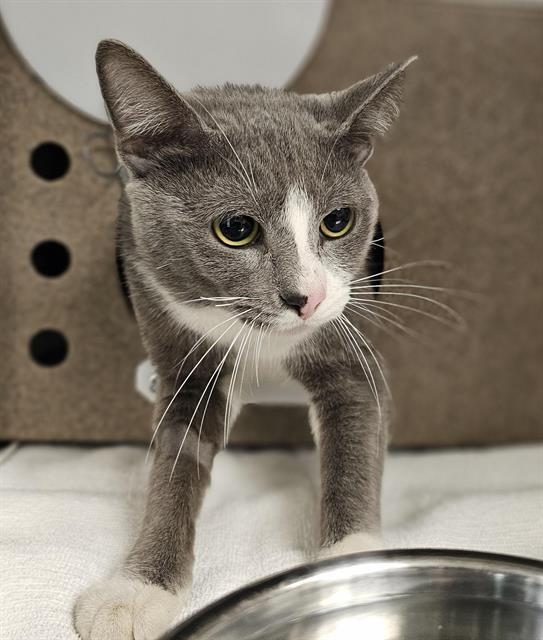 GUS, Adoptable, Adult Male Domestic Short Hair.