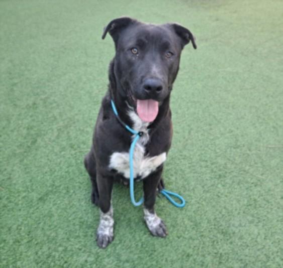 DEPUTY, Adoptable, Young Male Labrador Retriever.