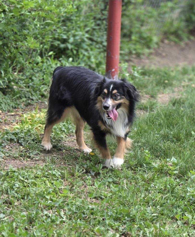 Enlarge Calvin, a Adoptable Australian Shepherd in Lincoln, NE image 6/6