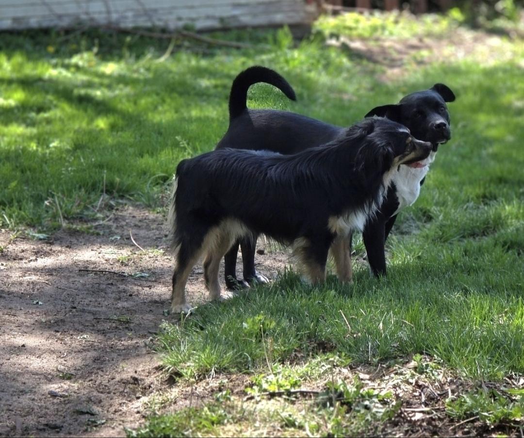 Enlarge Calvin, a Adoptable Australian Shepherd in Lincoln, NE image 2/6
