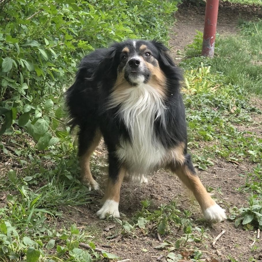 Calvin, Adoptable, Adult Male Australian Shepherd.