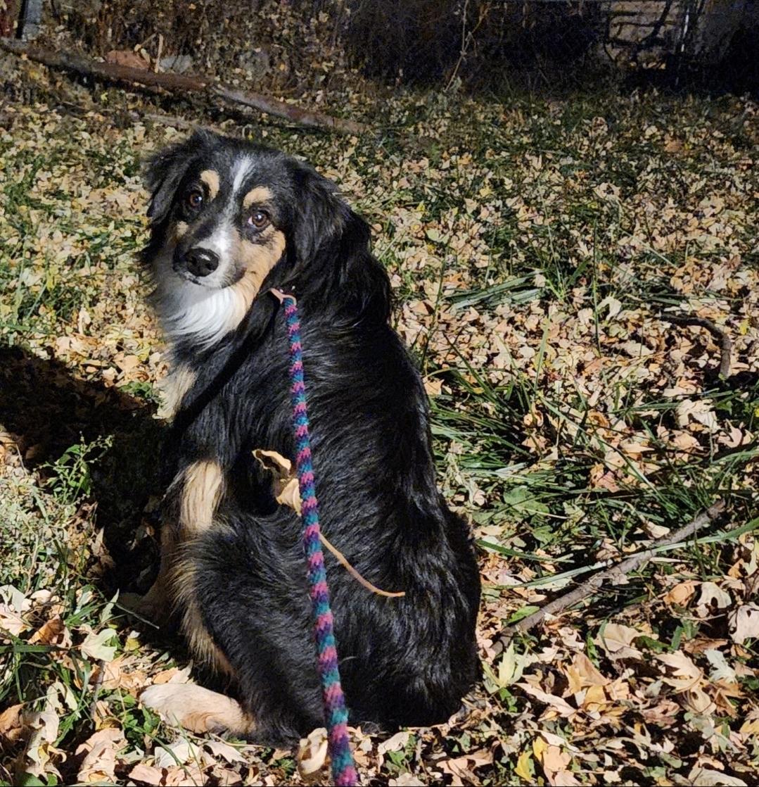 Enlarge Calvin, a Adoptable Australian Shepherd in Lincoln, NE image 3/6