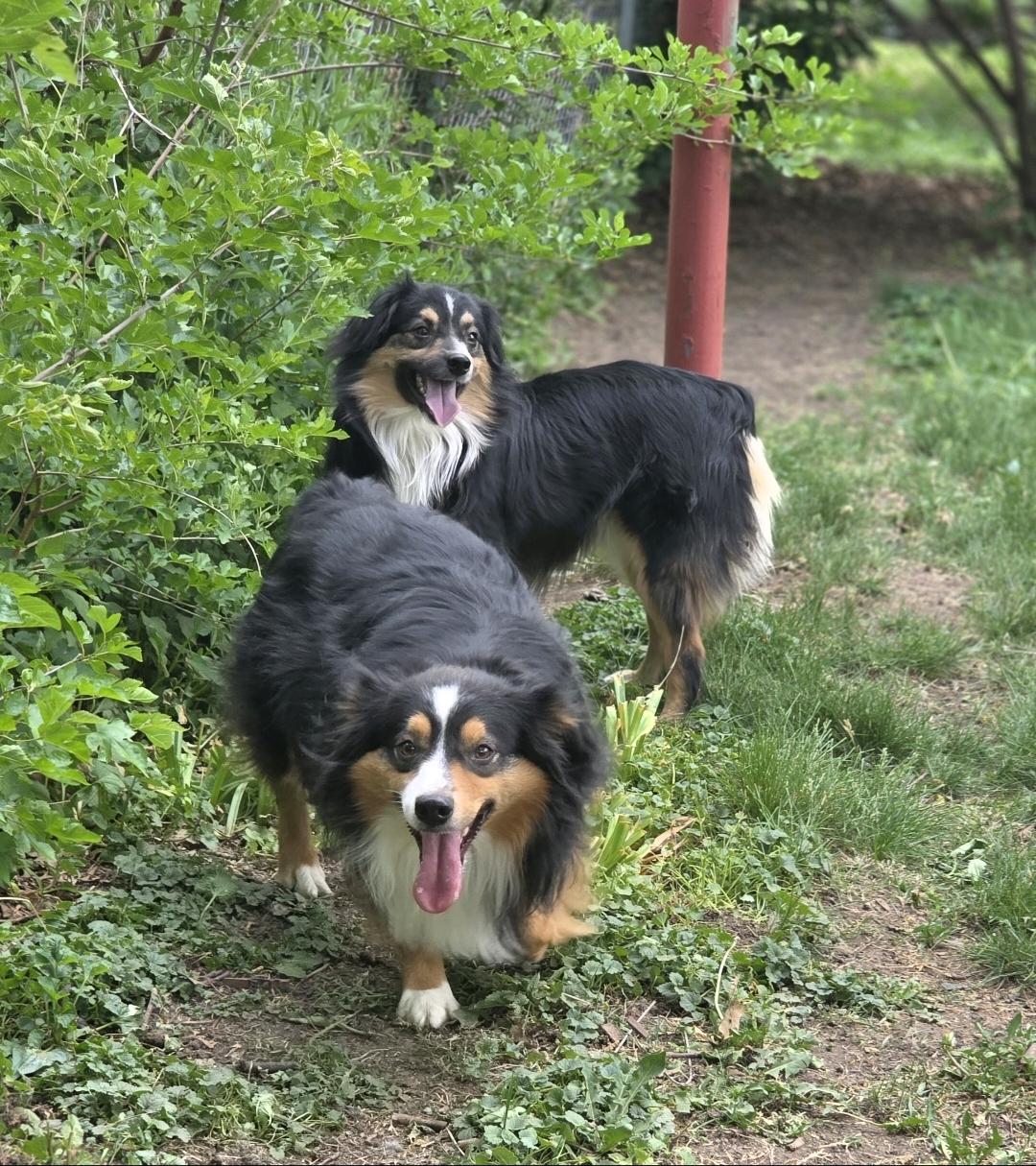 Enlarge Calvin, a Adoptable Australian Shepherd in Lincoln, NE image 4/6