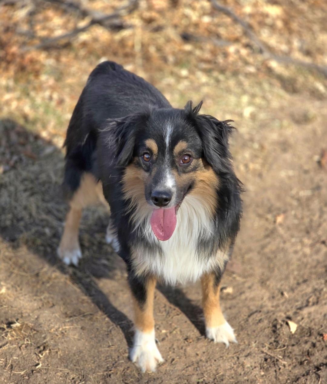 Enlarge Calvin, a Adoptable Australian Shepherd in Lincoln, NE image 5/6