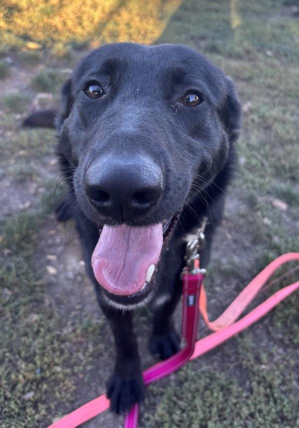 Rogue, Adoptable, Young Male German Shepherd Dog & Labrador Retriever.