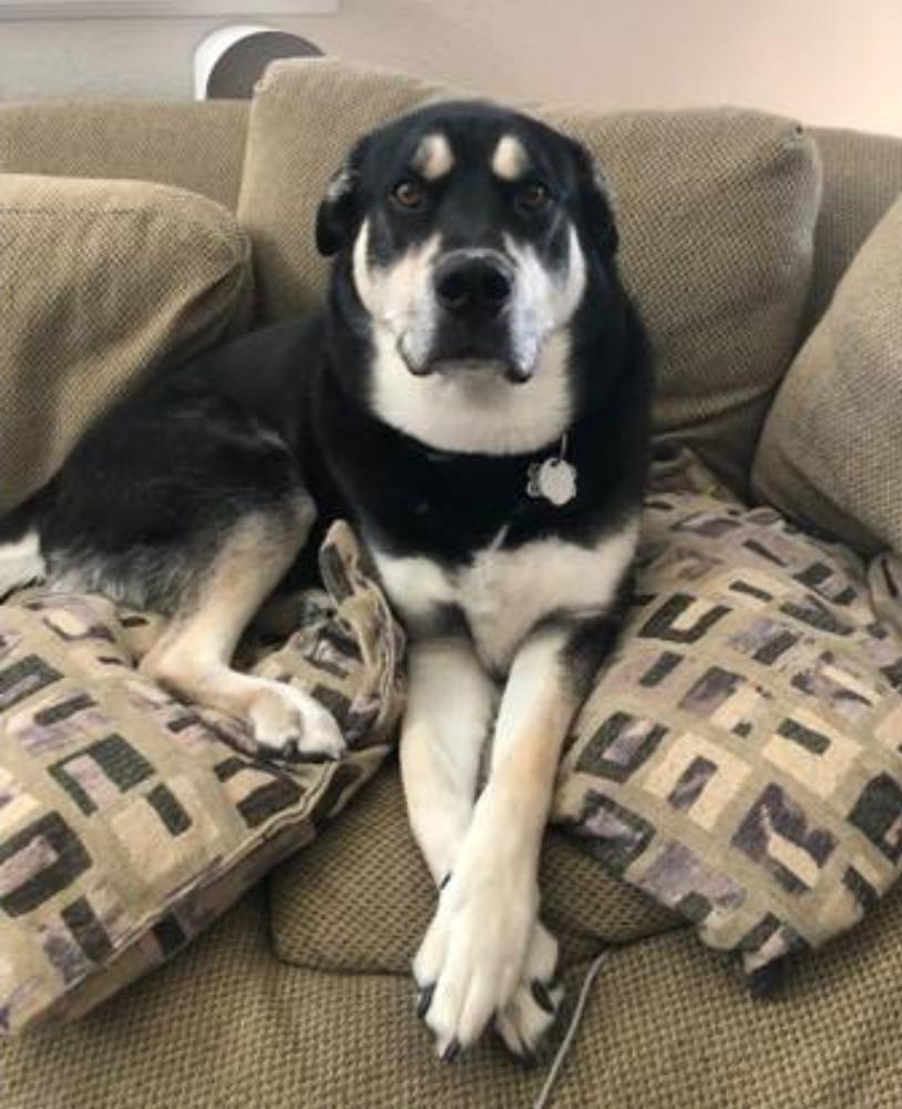 Enlarge Bane - Courtesy Posting, a Adoptable mixed breed in Sedalia, CO image 2/6