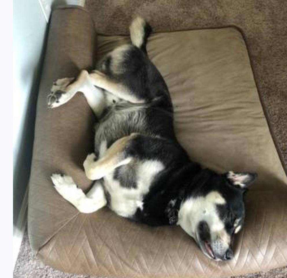 Enlarge Bane - Courtesy Posting, a Adoptable mixed breed in Sedalia, CO image 3/4