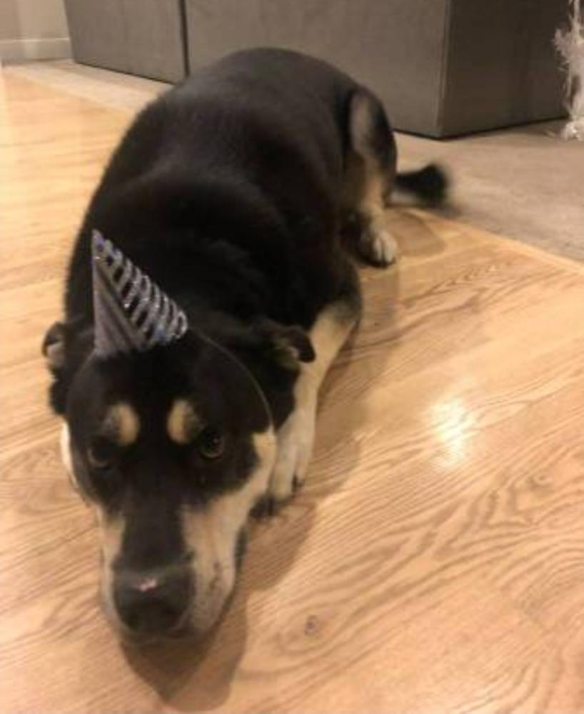 Enlarge Bane - Courtesy Posting, a Adoptable mixed breed in Sedalia, CO image 5/6