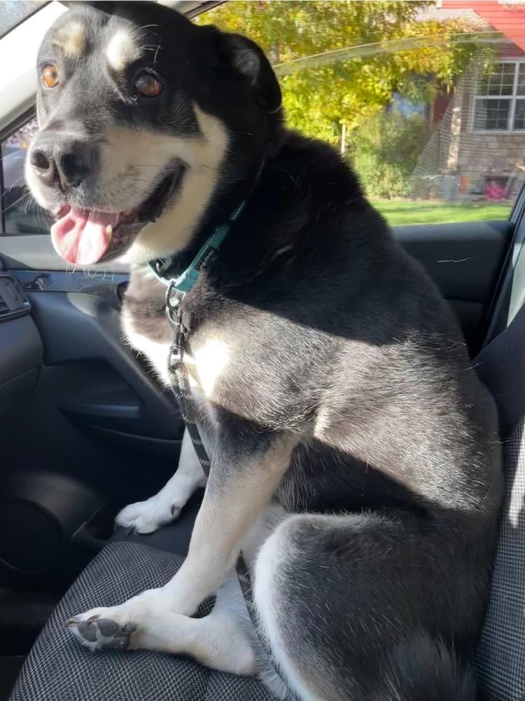 Enlarge Bane - Courtesy Posting, a Adoptable mixed breed in Sedalia, CO image 6/6