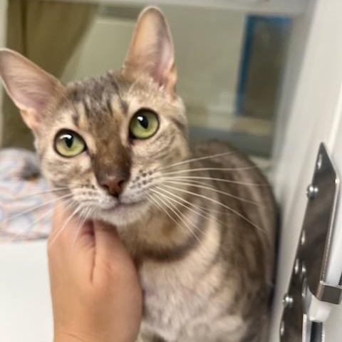 Opal (ID 48016/2743)