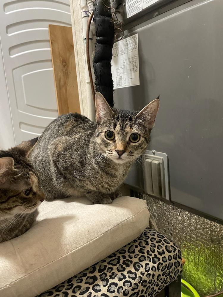 Enlarge Giselle, a Adoptable Domestic Short Hair in Carrollton, TX image 1/1