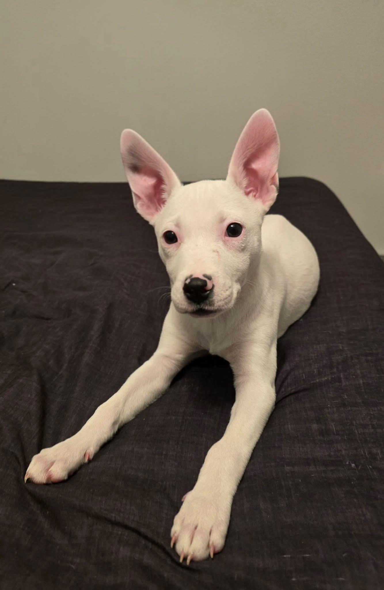 Zara, Adoptable, Puppy Female Terrier.