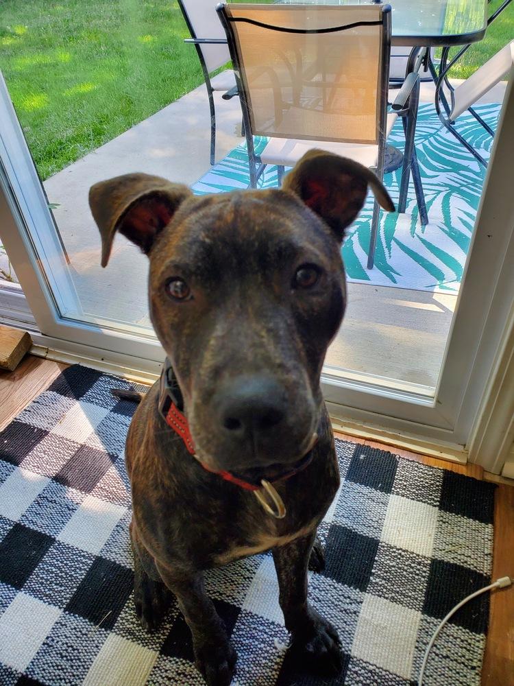 Kegan (Cooper), a Adoptable mixed breed in South Bend, IN image 1/2