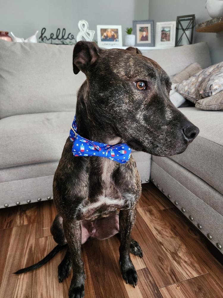 Kegan (Cooper), Adoptable, Adult Male Pit Bull Terrier.