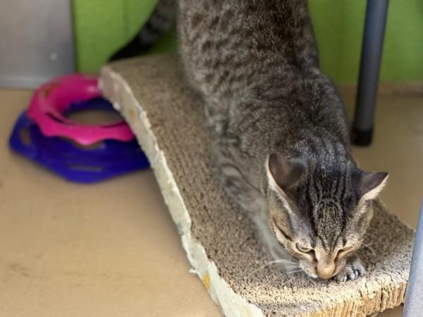 Solo, an adopted mixed breed in Bolingbrook, IL image 4/4