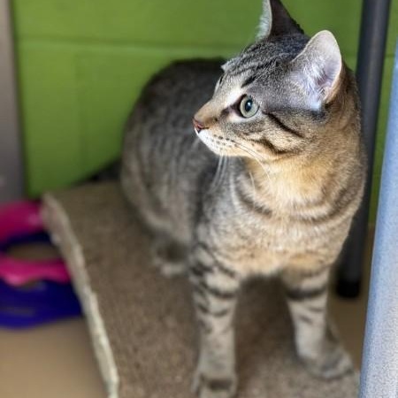 Solo, adopted, Young Male Domestic Short Hair & Tabby.