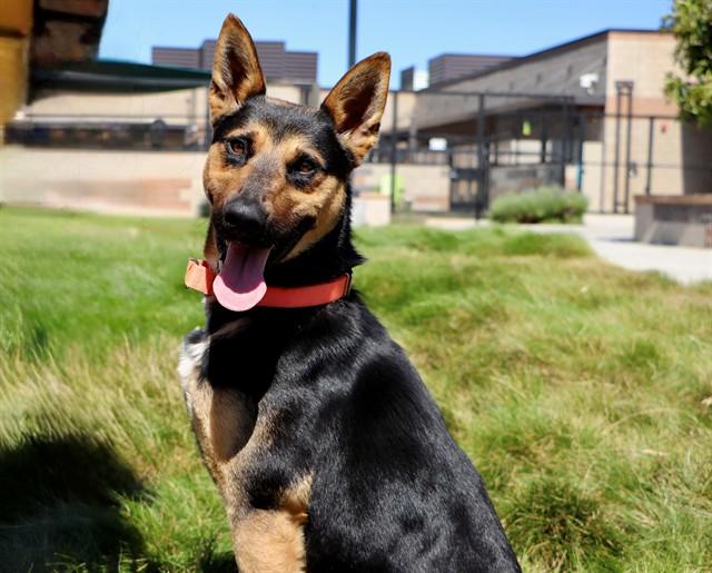 MAX, Adoptable, Young Male German Shepherd Dog.