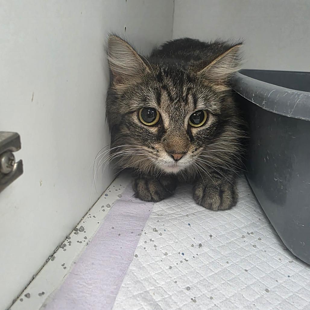 Enlarge Elodie, a Adoptable Domestic Short Hair in Duncan, OK image 1/3