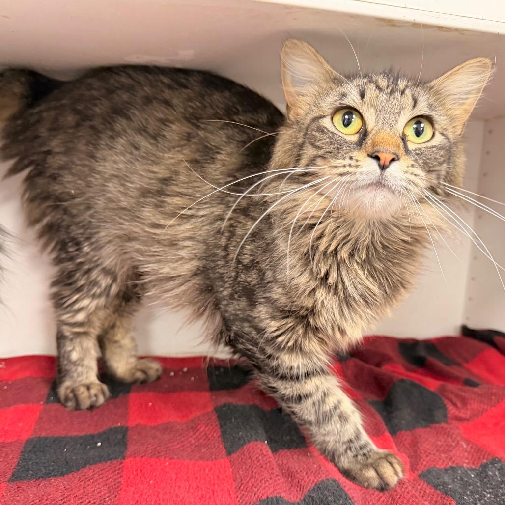 Enlarge Elodie, a Adoptable Domestic Short Hair in Duncan, OK image 2/3