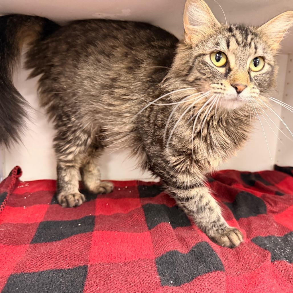 Enlarge Elodie, a Adoptable Domestic Short Hair in Duncan, OK image 3/3