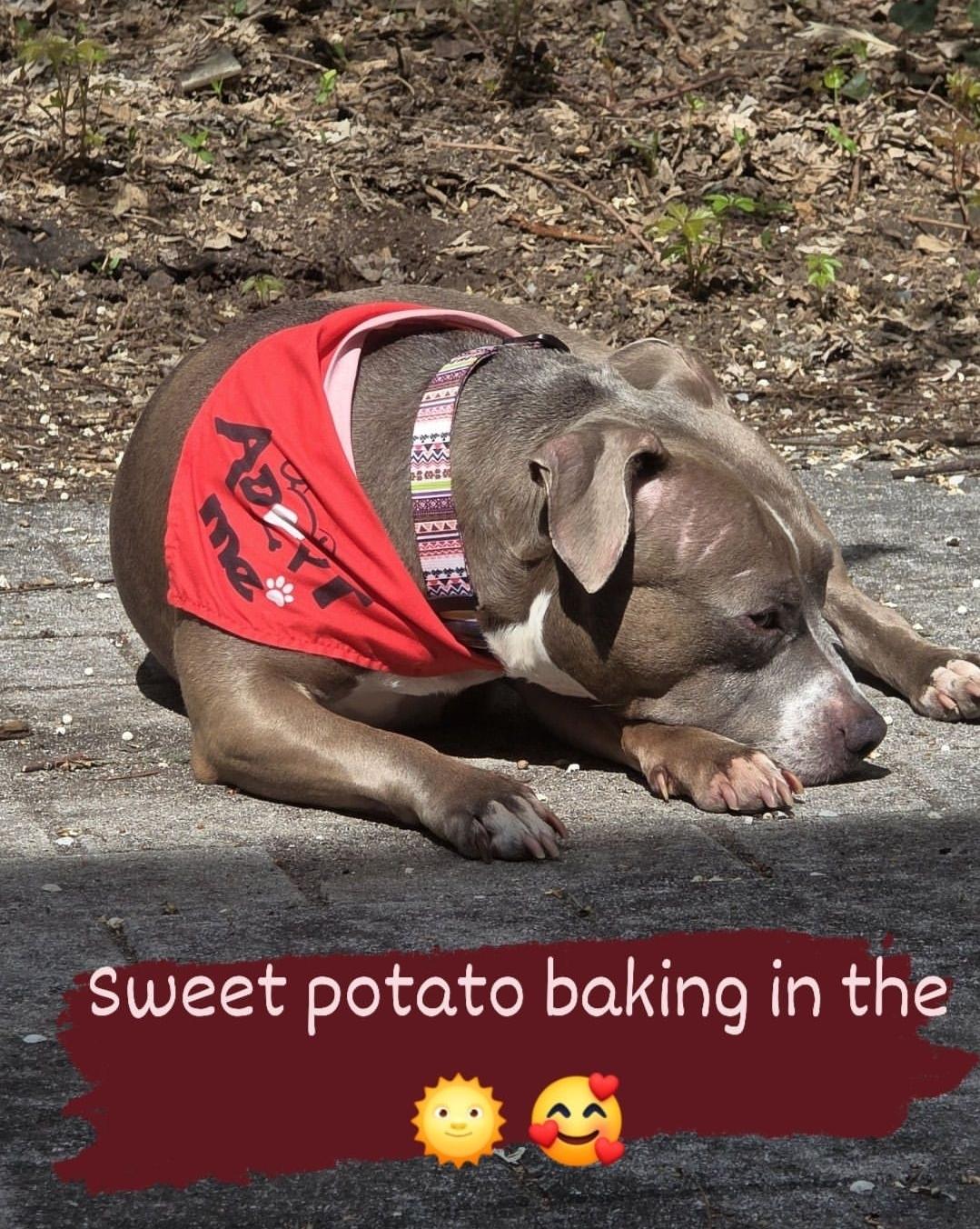 Enlarge Smoochie - LIFETIME EXPENSES COVERED, a Adoptable Pit Bull Terrier in Caldwell, NJ image 4/4