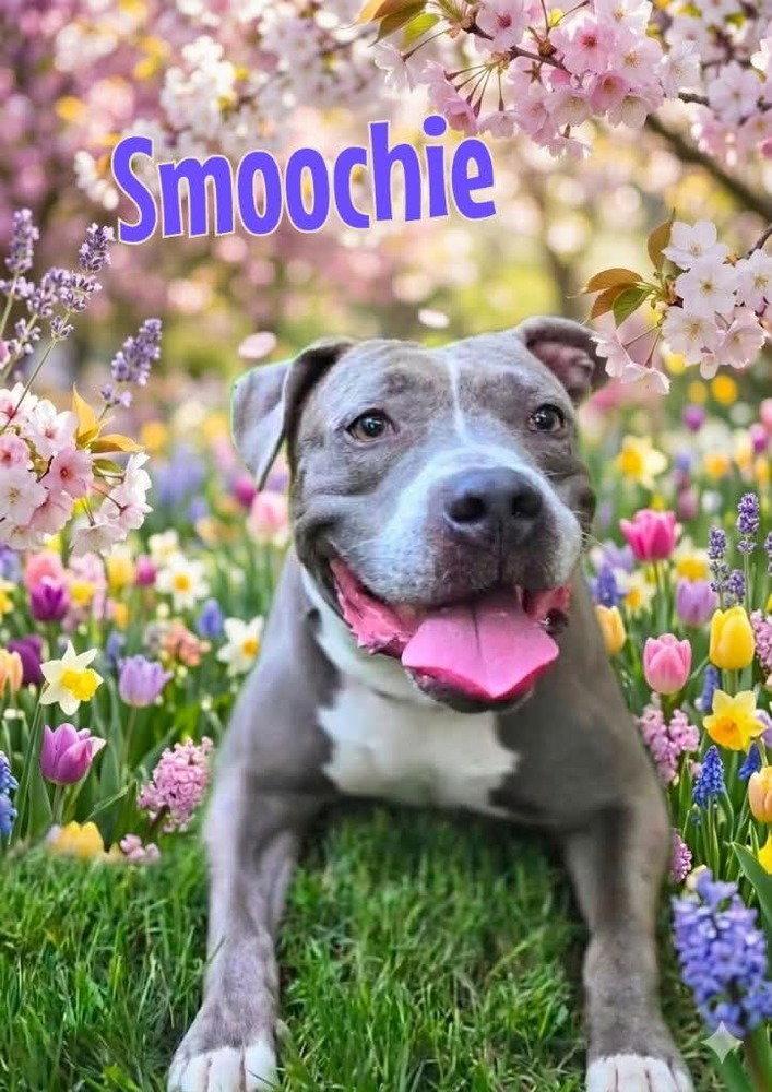 Enlarge Smoochie - LIFETIME EXPENSES COVERED, a Adoptable Pit Bull Terrier in Caldwell, NJ image 2/3