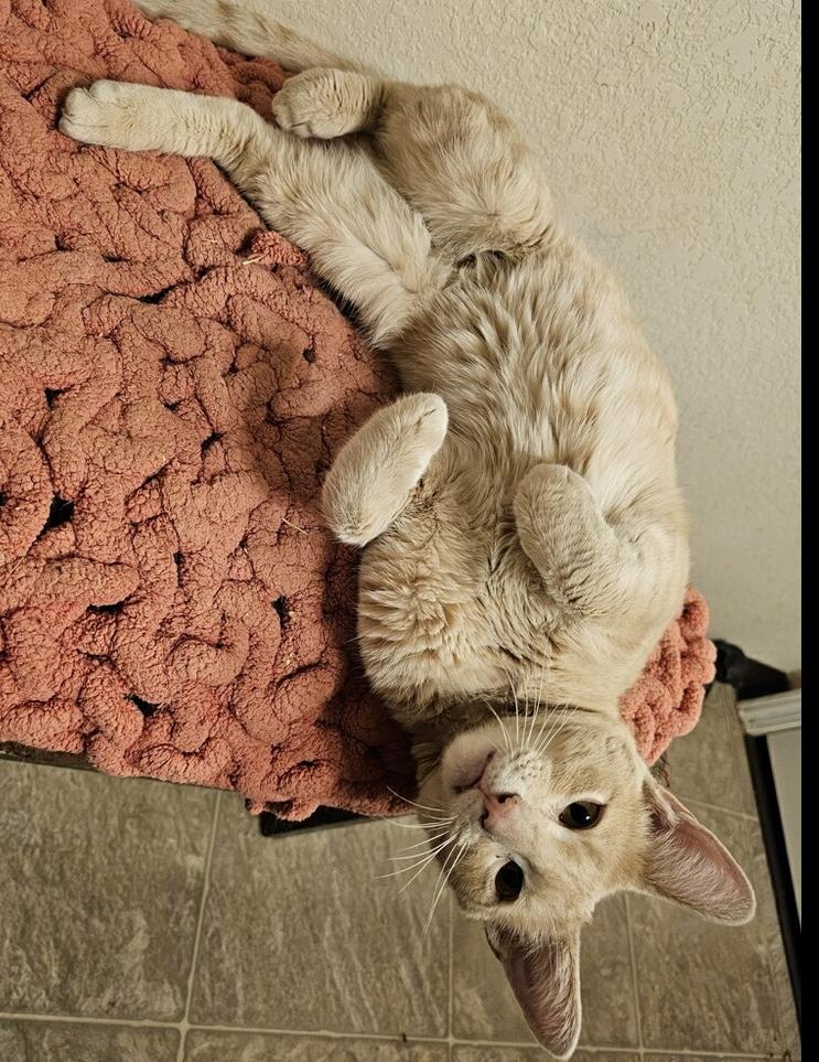 Keebler, Adoptable, Kitten Male Domestic Short Hair.